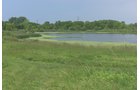Pond on a farm in Lake County, Indiana - LAND AUCTION - 147+/- ACRES OFFERED IN 3 TRACTS IN LAKE COUNTY, INDIANA